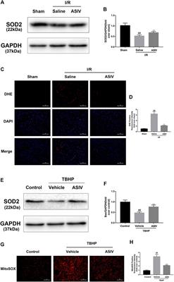 A Single, Acute Astragaloside IV Therapy Protects Cardiomyocyte Through Attenuating Superoxide Anion-Mediated Accumulation of Autophagosomes in Myocardial Ischemia-Reperfusion Injury